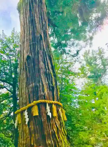 香取神宮の自然