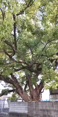 堤根神社(大阪府)