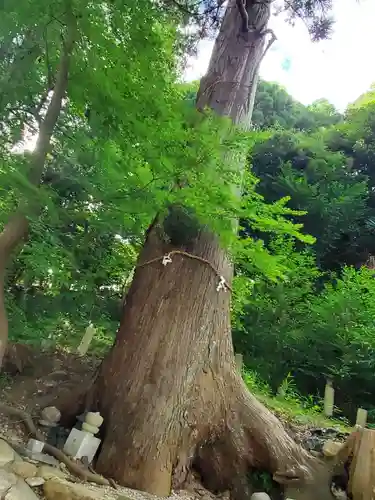 三輪神社の自然