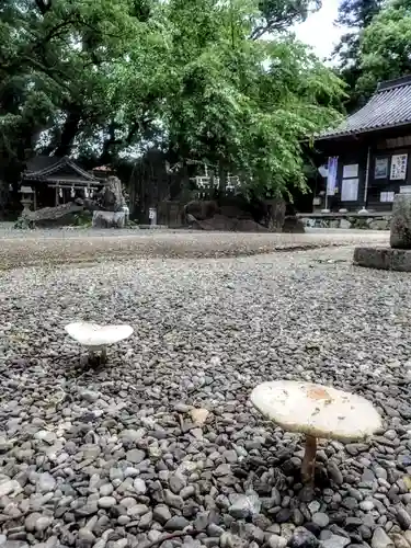 藤白神社の自然