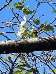 手力雄神社(岐阜県)