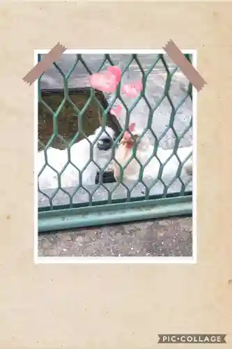 阿智神社の動物