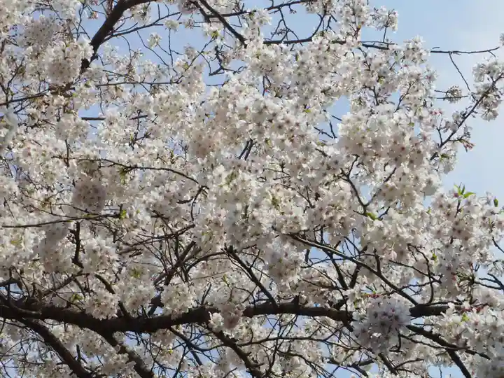 鶴岡八幡宮の自然