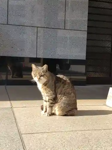 白金氷川神社の動物