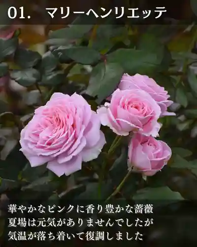 宝光寺(北海道)