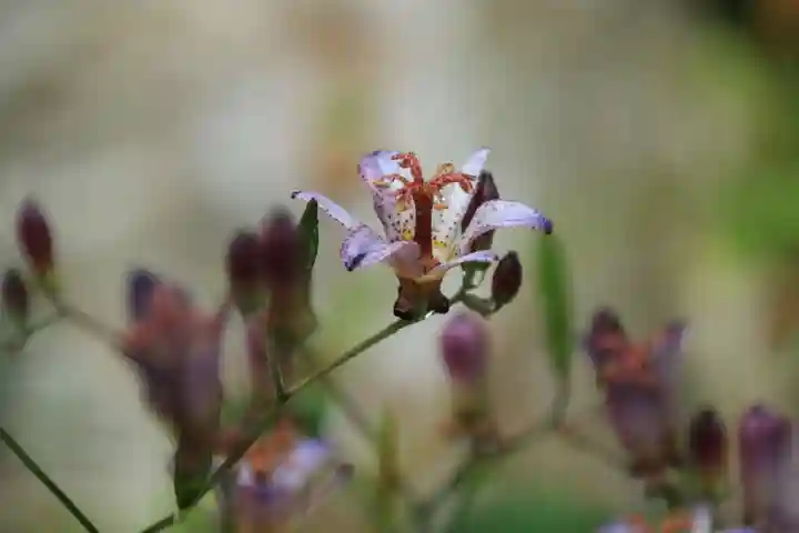 豊景神社の自然