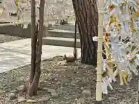 彌彦神社 (伊夜日子神社)の動物