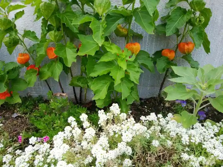美瑛神社の自然