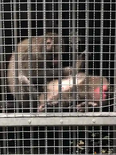 日吉大社の動物