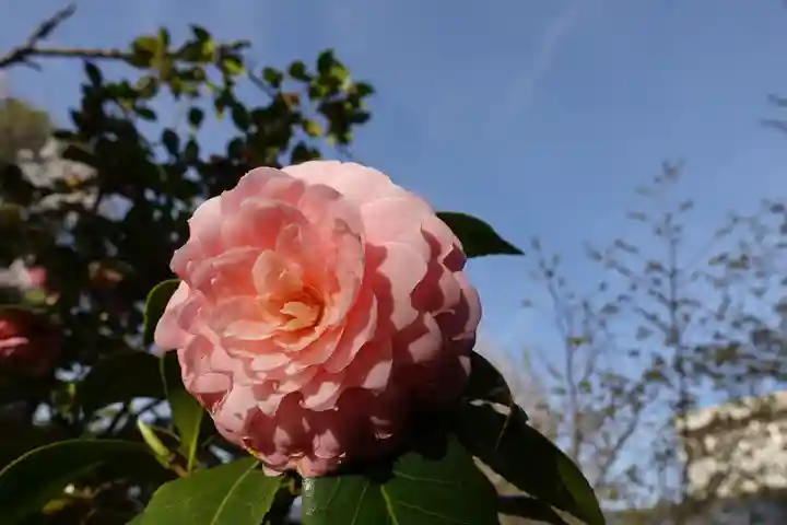 大報恩寺(千本釈迦堂)の自然