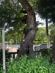 水堂須佐男神社の自然