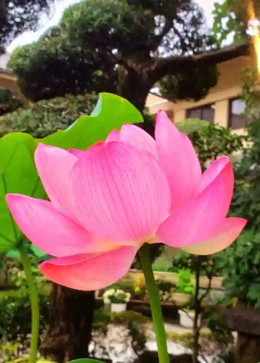 世尊院(東京都)