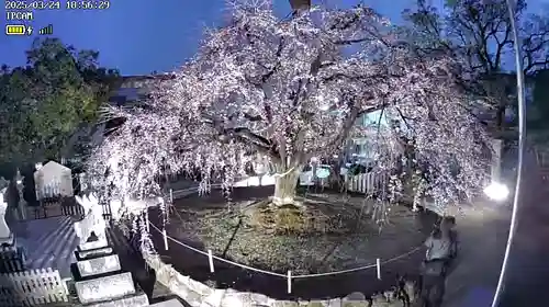 観音神社(広島県)