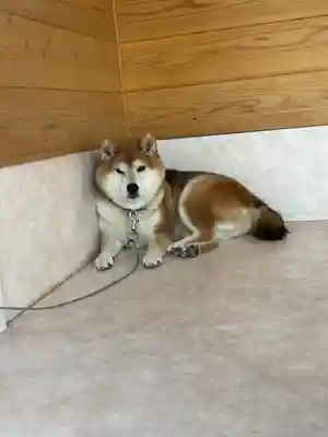 長妙寺(千葉県)