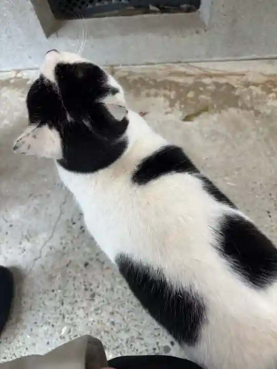 鎌数伊勢大神宮の{uncategorized: "未分類", other: "その他", undefined: "問題あり", building: "その他建物", grave: "お墓", sacred_gate: "鳥居", guardian: "狛犬", statue: "像", buddha: "仏像", history: "歴史", nature: "自然", garden: "庭園", animal: "動物", pagoda: "塔", temizu: "手水舎", mountain_gate: "山門・神門", sanctuary: "本殿・本堂", subordinate: "末社・摂社", art: "芸術", scenery: "景色", jizo: "地蔵", ema: "絵馬", goshuin: "御朱印", omikuji: "おみくじ", items: "授与品その他", amulet: "お守り", goshuincho: "御朱印帳", eats: "食事", festival: "お祭り", votive_dance: "神楽", shichigosan: "七五三参", wedding: "結婚式", experience: "体験その他", initially: "初詣", around: "周辺", anti_infection: "感染症対策"}