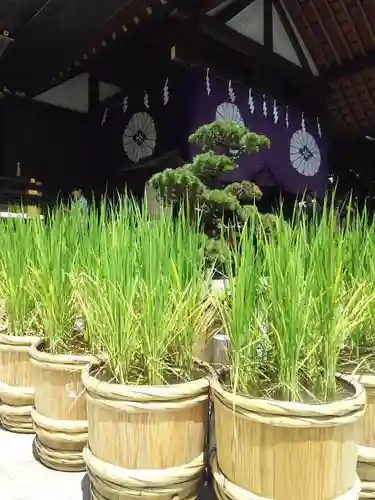 東京大神宮の自然