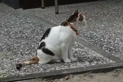 松山神社の動物