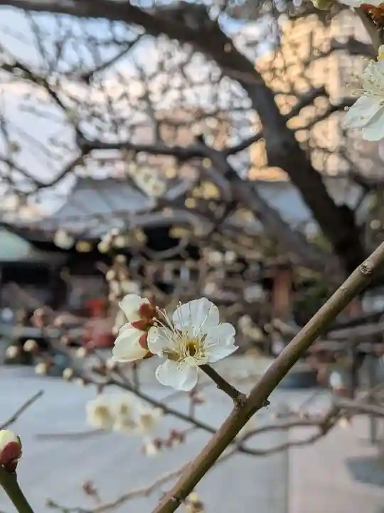 熊野神社(東京都)
