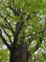 総願寺の自然