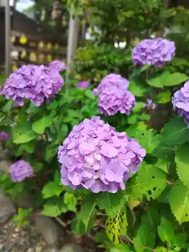 菊田神社(千葉県)
