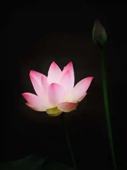 浄土寺(兵庫県)