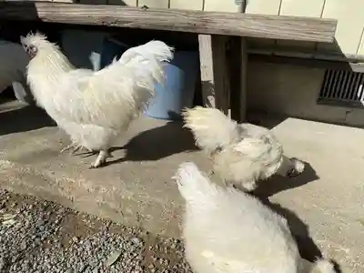 高屋敷稲荷神社(福島県)