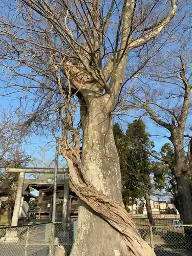 春日神社の自然