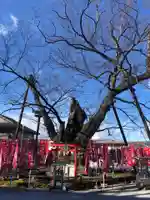 秩父今宮神社の自然