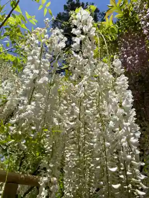 春日大社(奈良県)