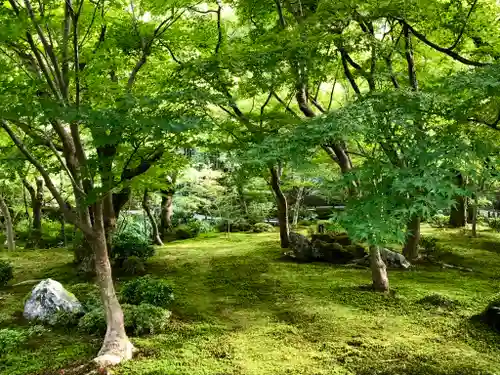 圓光寺の庭園