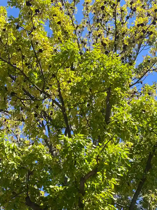 札幌諏訪神社の自然