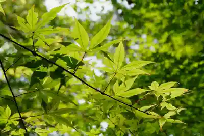 善法律寺(京都府)