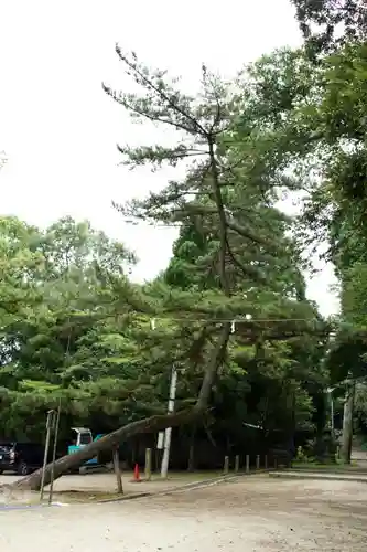 石清水八幡宮の自然