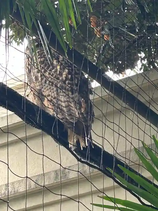 柏諏訪神社(千葉県)