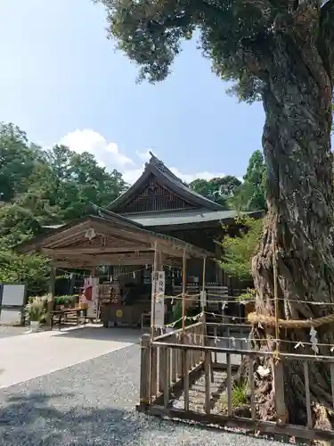 井伊谷宮の本殿・本堂