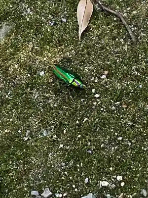 大水上神社(香川県)