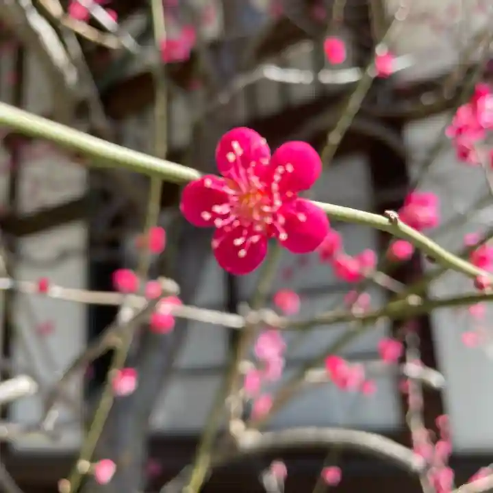 大國魂神社(東京都)