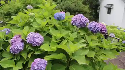 柳谷観音　楊谷寺(京都府)