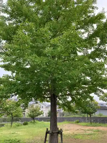 栗木御嶽神社の自然