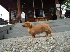 杉杜白髭神社(福井県)