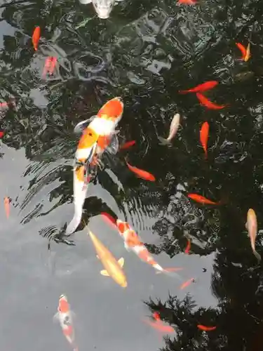 大井神社の動物