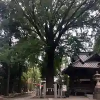 田無神社の自然