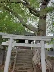 須賀神社の鳥居