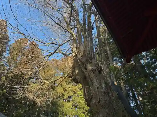 観音寺（寺山観音）の{uncategorized: "未分類", other: "その他", undefined: "問題あり", building: "その他建物", grave: "お墓", sacred_gate: "鳥居", guardian: "狛犬", statue: "像", buddha: "仏像", history: "歴史", nature: "自然", garden: "庭園", animal: "動物", pagoda: "塔", temizu: "手水舎", mountain_gate: "山門・神門", sanctuary: "本殿・本堂", subordinate: "末社・摂社", art: "芸術", scenery: "景色", jizo: "地蔵", ema: "絵馬", goshuin: "御朱印", omikuji: "おみくじ", items: "授与品その他", amulet: "お守り", goshuincho: "御朱印帳", eats: "食事", festival: "お祭り", votive_dance: "神楽", shichigosan: "七五三参", wedding: "結婚式", experience: "体験その他", initially: "初詣", around: "周辺", anti_infection: "感染症対策"}