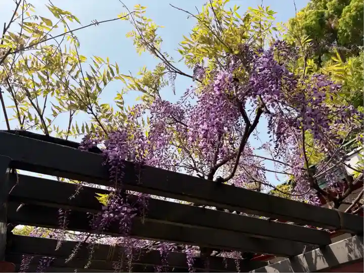 山王稲荷神社(日枝神社末社)の自然