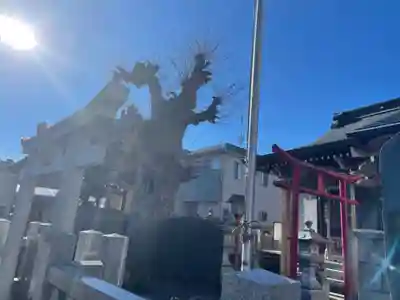 秋葉神社の鳥居