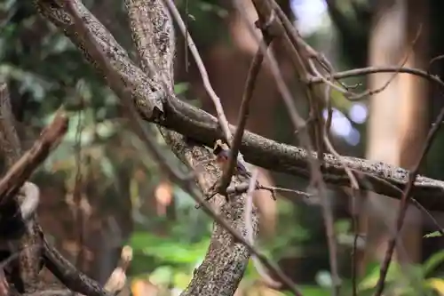 磐椅神社の自然