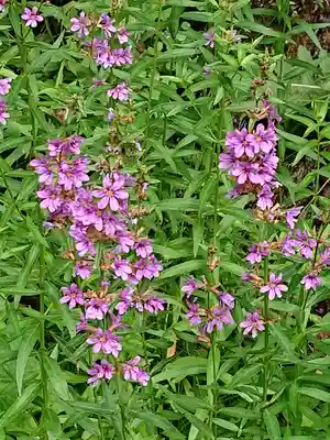 加茂神社の自然