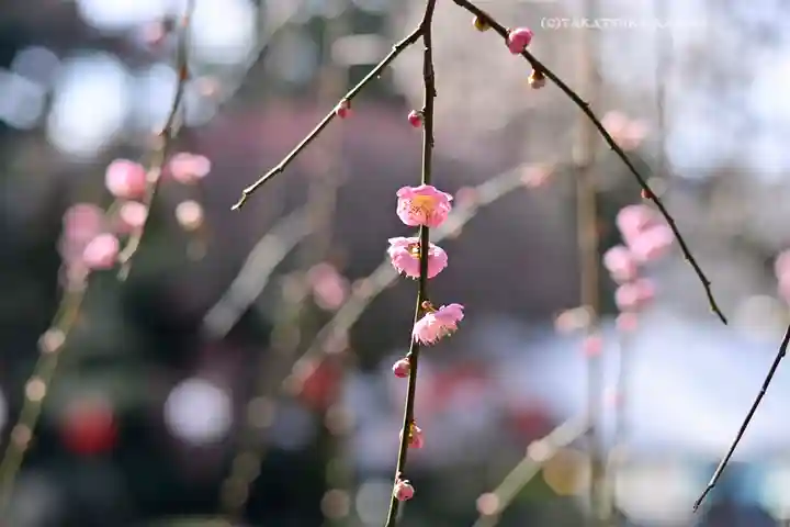 出雲大社相模分祠(神奈川県)