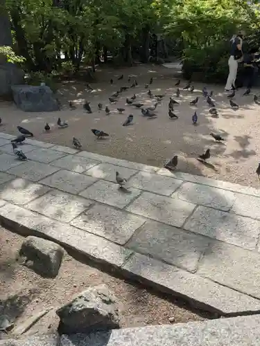 四柱神社の動物